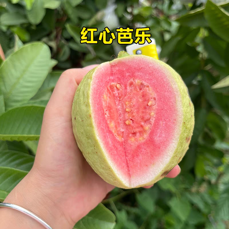 （芭乐）广东红心芭乐/番石榴/产地货源/全年供应电商市场