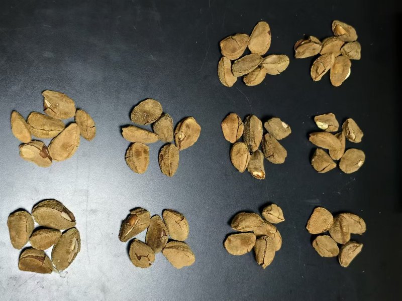 鲍鱼果，沙漠果，全国发货，支持一件代发量大价格可谈！