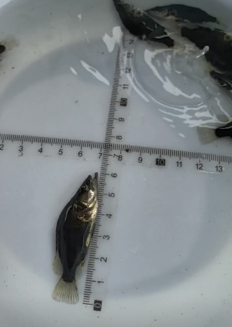 鳜鱼苗桂花鱼苗基地直发提供售后技术指导可送货上门