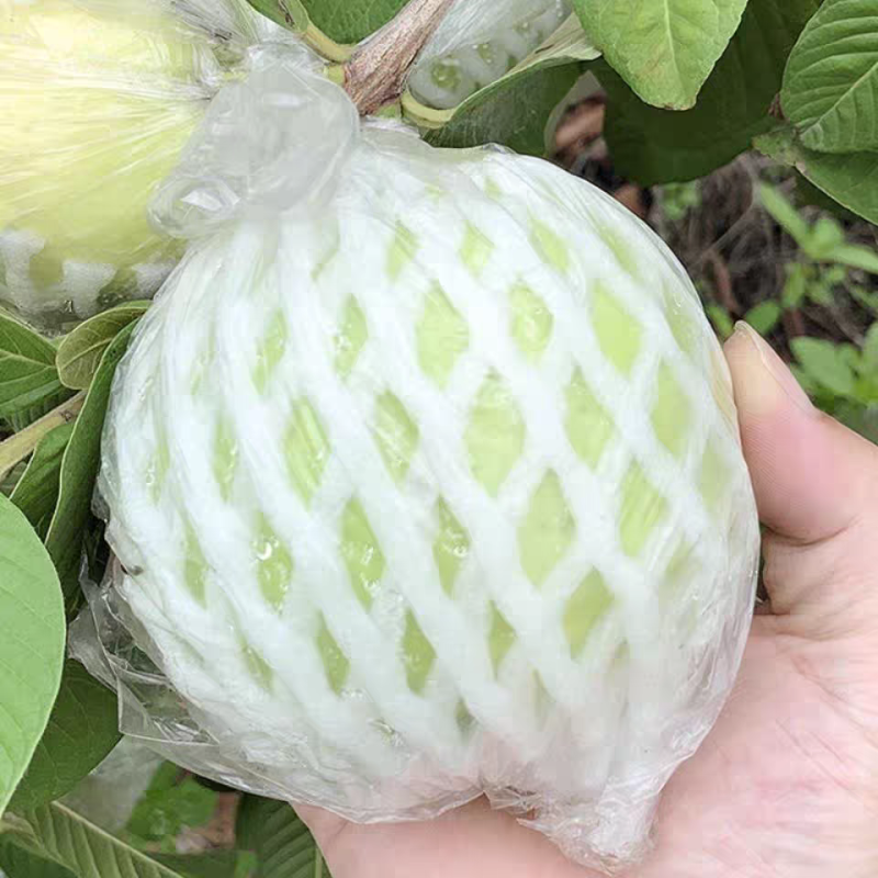 （芭乐）湛江红心芭乐/番石榴/产地货源/全年供应电商市场