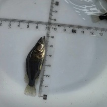 鳜鱼苗桂花鱼苗基地直发提供售后技术指导可送货上门