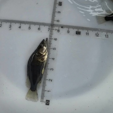鳜鱼苗桂花鱼苗基地直发提供售后技术指导可送货上门