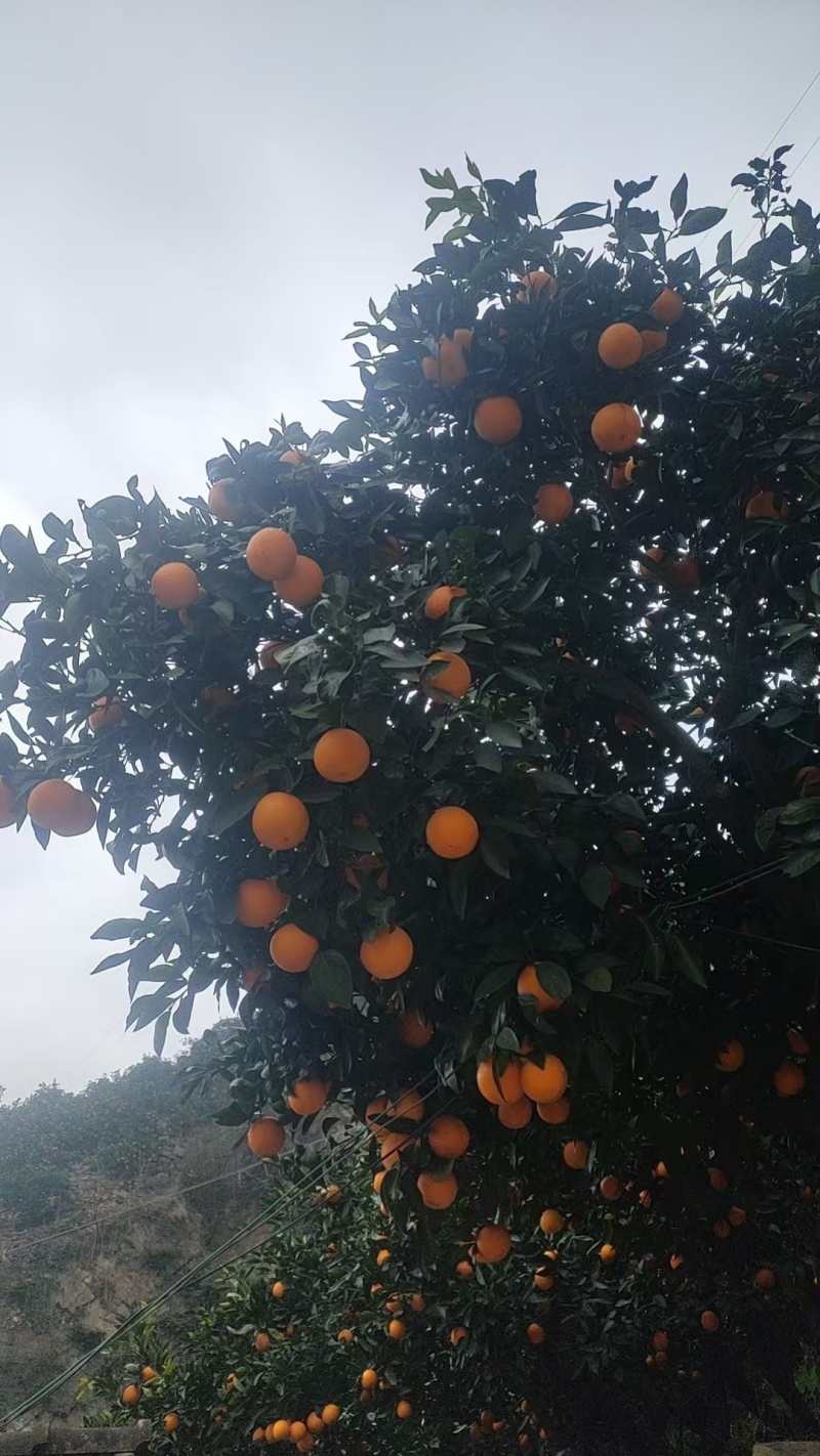 伦晚脐橙湖北宜昌产地直发量大从优欢迎来电