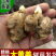 《大黄姜种子》368脱毒姜种/已催芽/高产王姜种/全国发