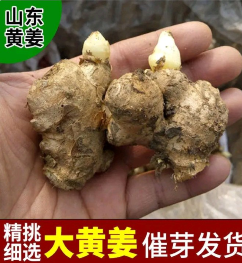 《大黄姜种子》368脱毒姜种/已催芽/高产王姜种/全国发