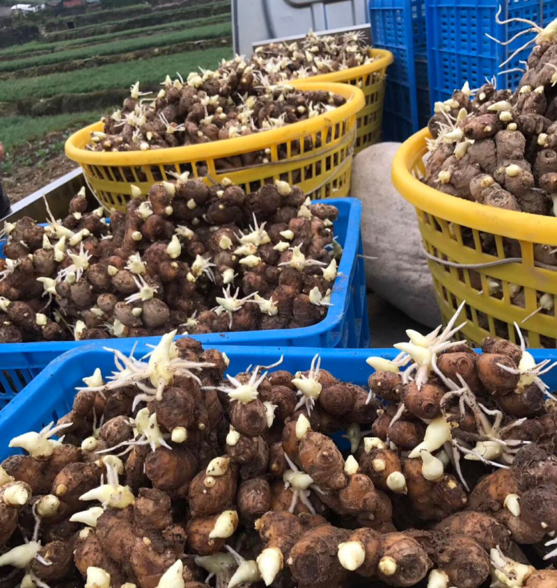 《大黄姜种子》368脱毒姜种/已催芽/高产王姜种/全国发