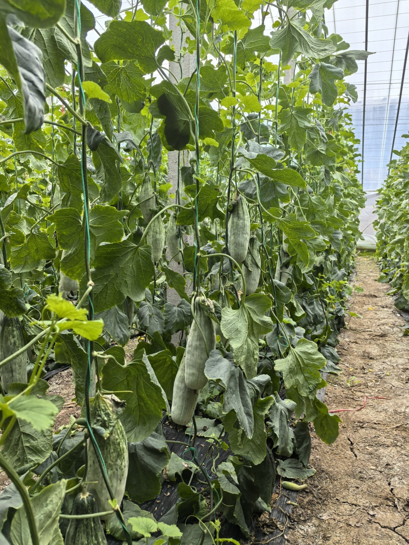 山东潍坊羊角蜜大量上市基地直发品质货源欢迎电联
