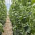 山东潍坊羊角蜜大量上市基地直发品质货源欢迎电联