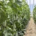 山东潍坊羊角蜜大量上市基地直发品质货源欢迎电联