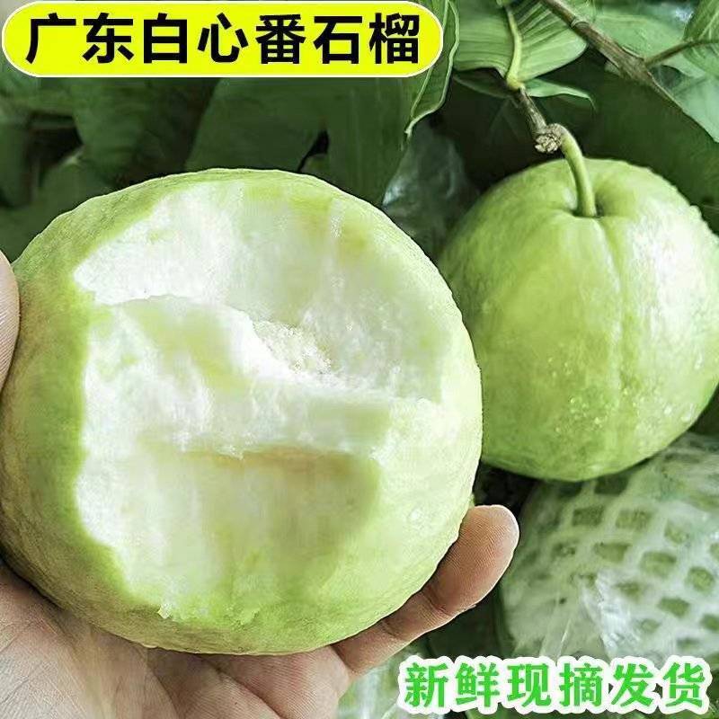 （芭乐）湛江芭乐/白心番石榴/产地货源/全年供应电商市场