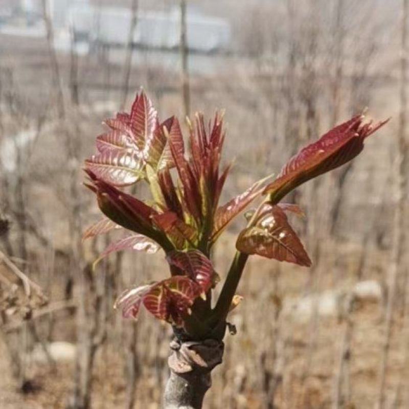 精品小红香椿芽