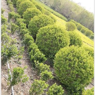 江苏沭阳金叶女贞大量有货自家基地，全国发货，欢迎致电
