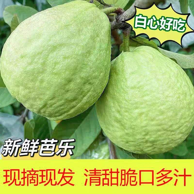 精品芭乐/奶油芭乐/番石榴/产地货源/全年供应电商市场