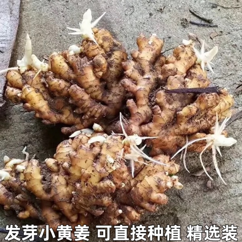 《小黄姜种子》已脱毒催芽/提供种植技术/抗病高产/全国发