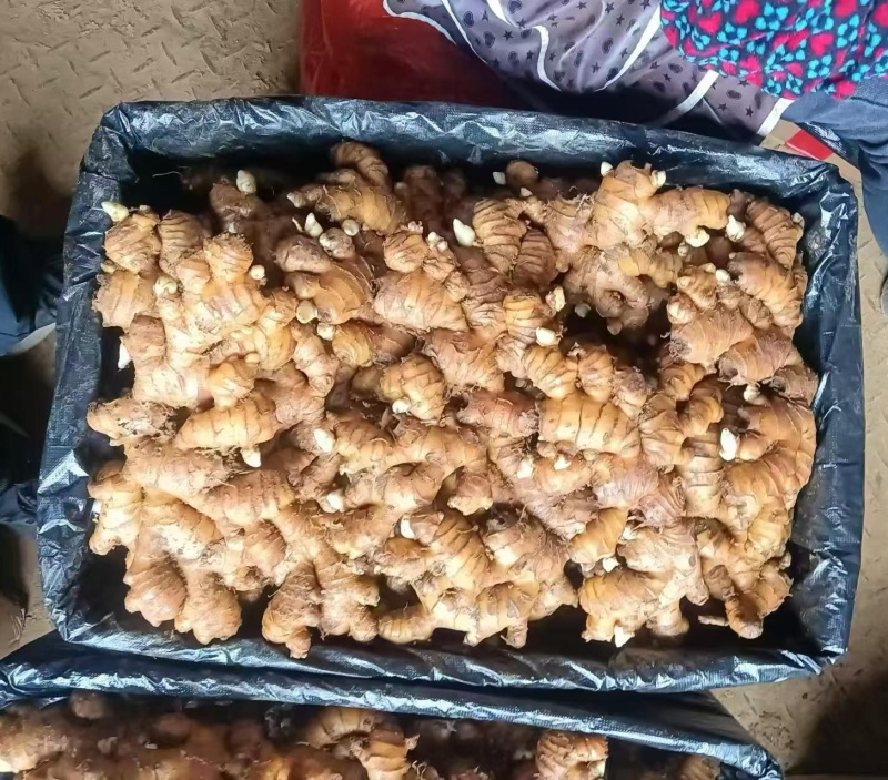 《小黄姜种子》已脱毒催芽/提供种植技术/抗病高产/全国发