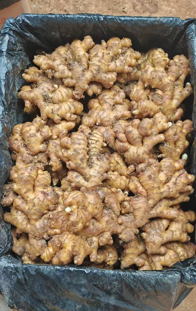《小黄姜种子》已脱毒催芽/提供种植技术/抗病高产/全国发