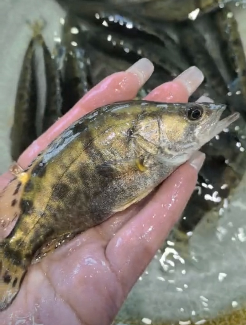 鳜鱼苗桂花鱼苗苗场直发可视频看苗对接养殖户