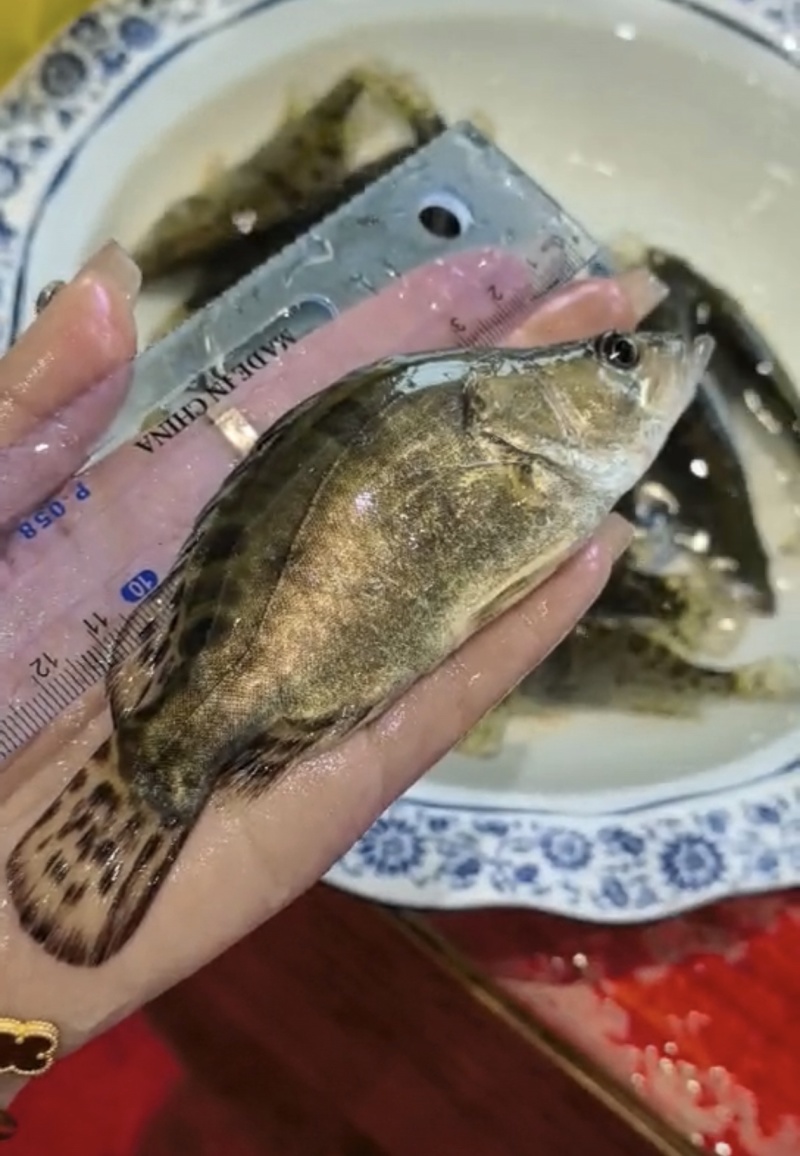 鳜鱼苗桂花鱼苗苗场直发可视频看苗对接养殖户