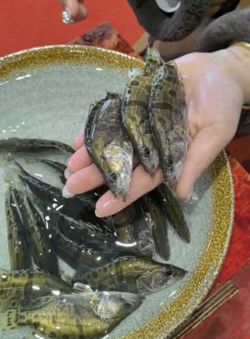 鳜鱼苗桂花鱼苗苗场直发可视频看苗对接养殖户