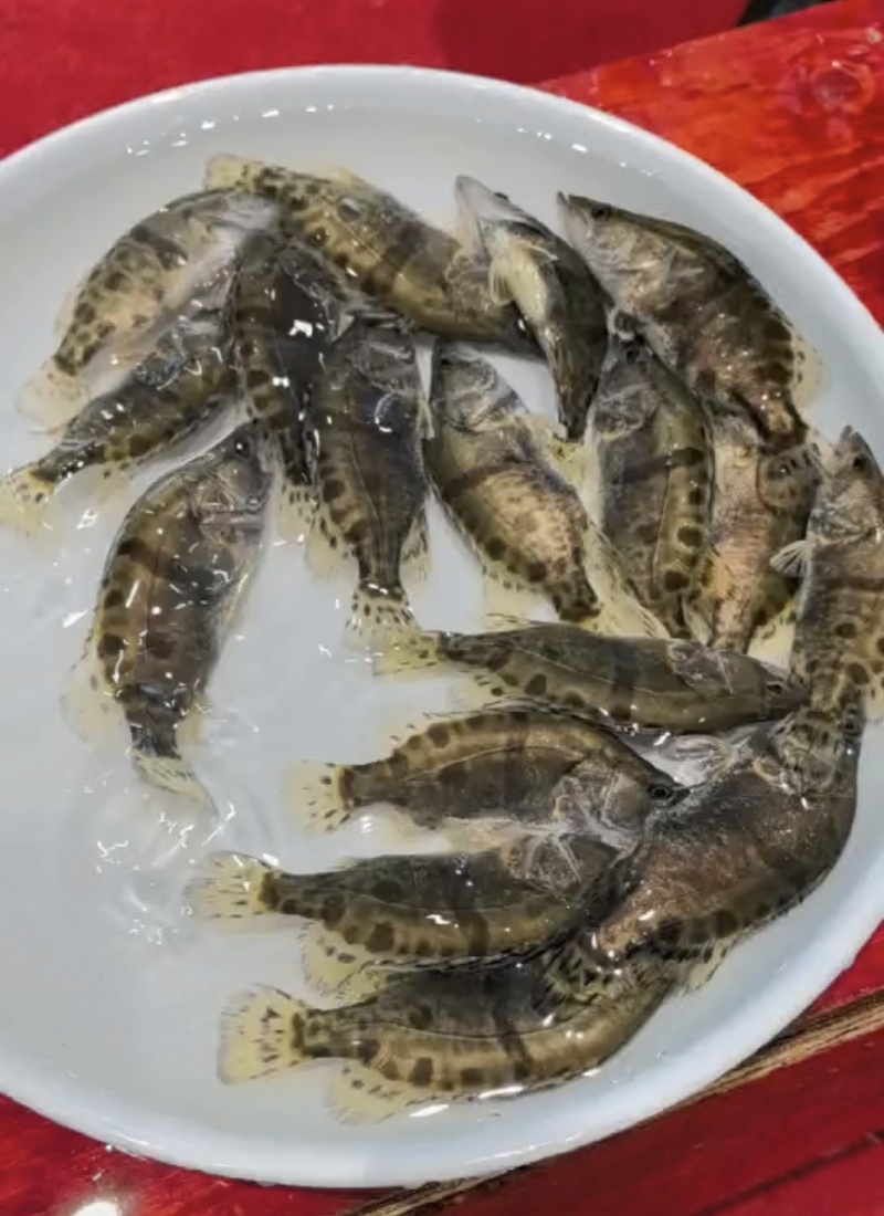 鳜鱼苗桂花鱼苗苗场直发可视频看苗对接养殖户