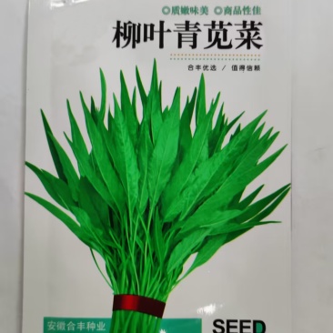 柳叶青苋菜种子-抗病抗逆茎直立营养价值高