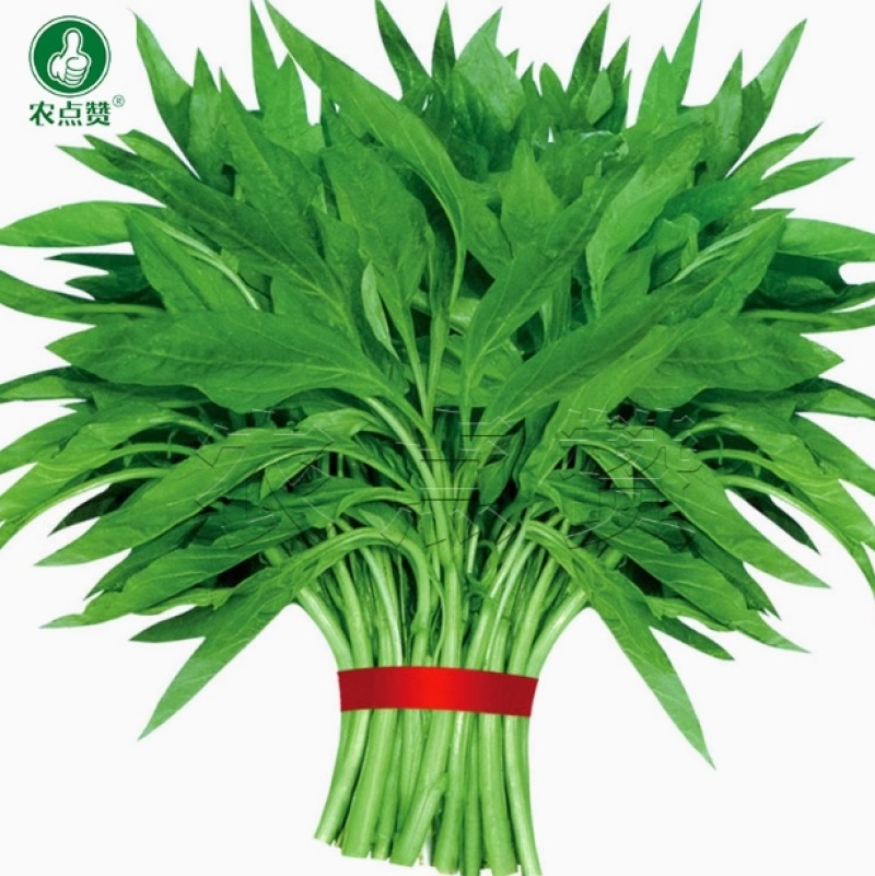 柳叶青苋菜种子-抗病抗逆茎直立营养价值高