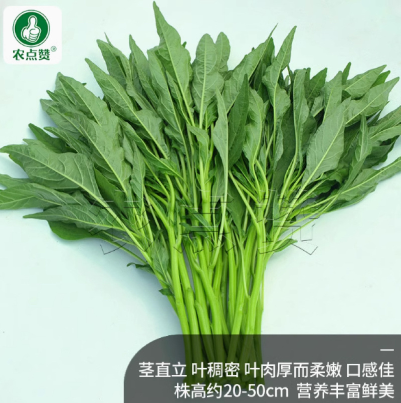 柳叶青苋菜种子-抗病抗逆茎直立营养价值高