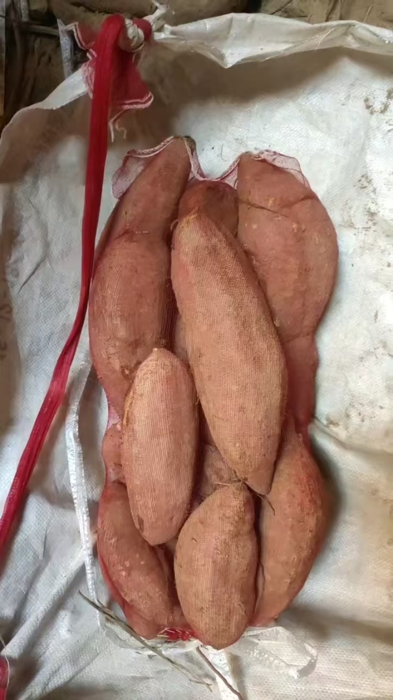 板栗薯济薯26大量香型番薯烧烤，煮蒸炸口感好