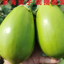 青圆茄子湖北青茄子产地一手货源保质保量可视频看货