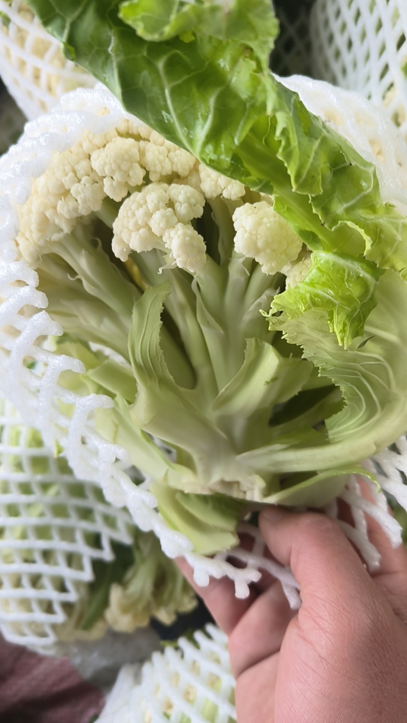 万亩花菜基地，大量上货中，可视频看货，保证质量。代发全国