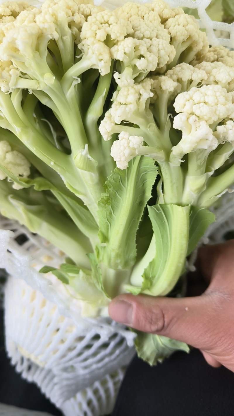 万亩花菜基地，大量上货中，可视频看货，保证质量。代发全国