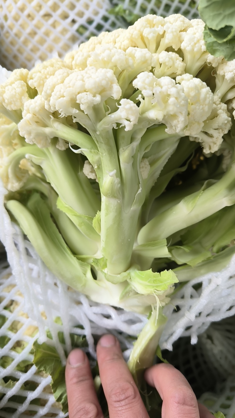 万亩花菜基地，大量上货中，可视频看货，保证质量。代发全国