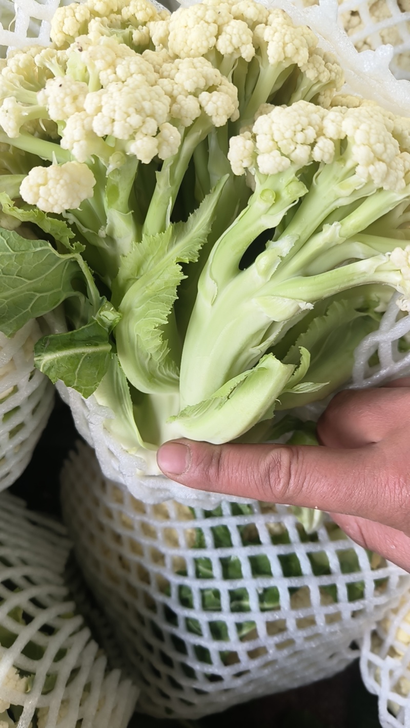 万亩花菜基地，大量上货中，可视频看货，保证质量。代发全国