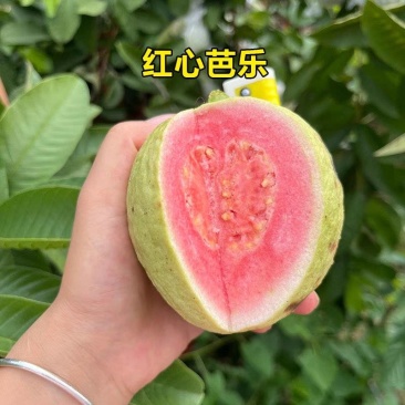 《推荐》红心芭乐/红心番石榴/产地货源/全年供应电商市场