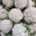 陕西汉中菜花实菜花量大质优产地直销一手货源保质保量
