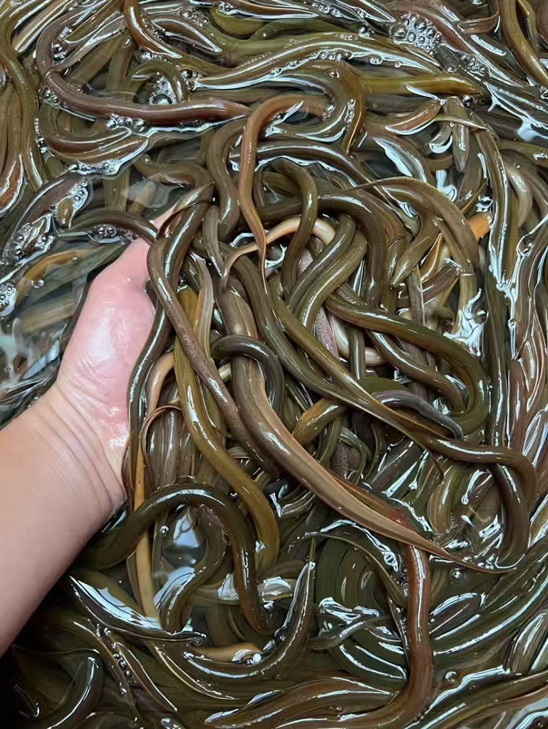 黄鳝苗苗场直发可送货上门对接养殖大户提供技术指导