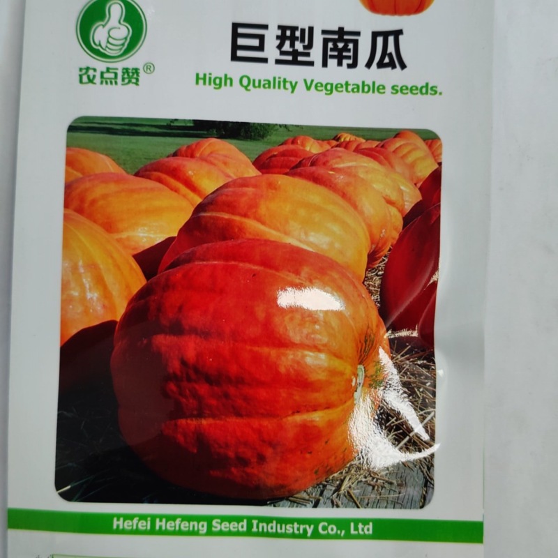巨型南瓜种子-口感细面甜糯可观赏/食用/饲用营养丰富