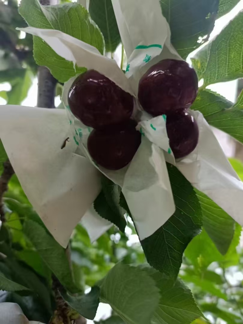 黑珍珠车厘子苗