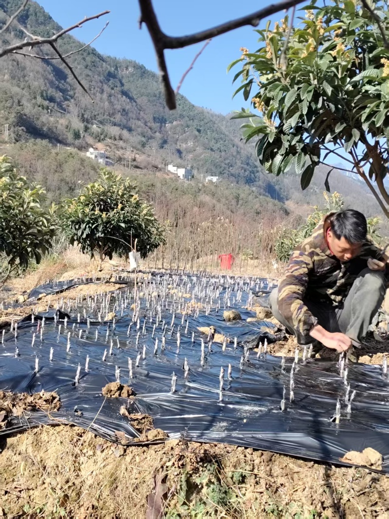 黑珍珠车厘子苗