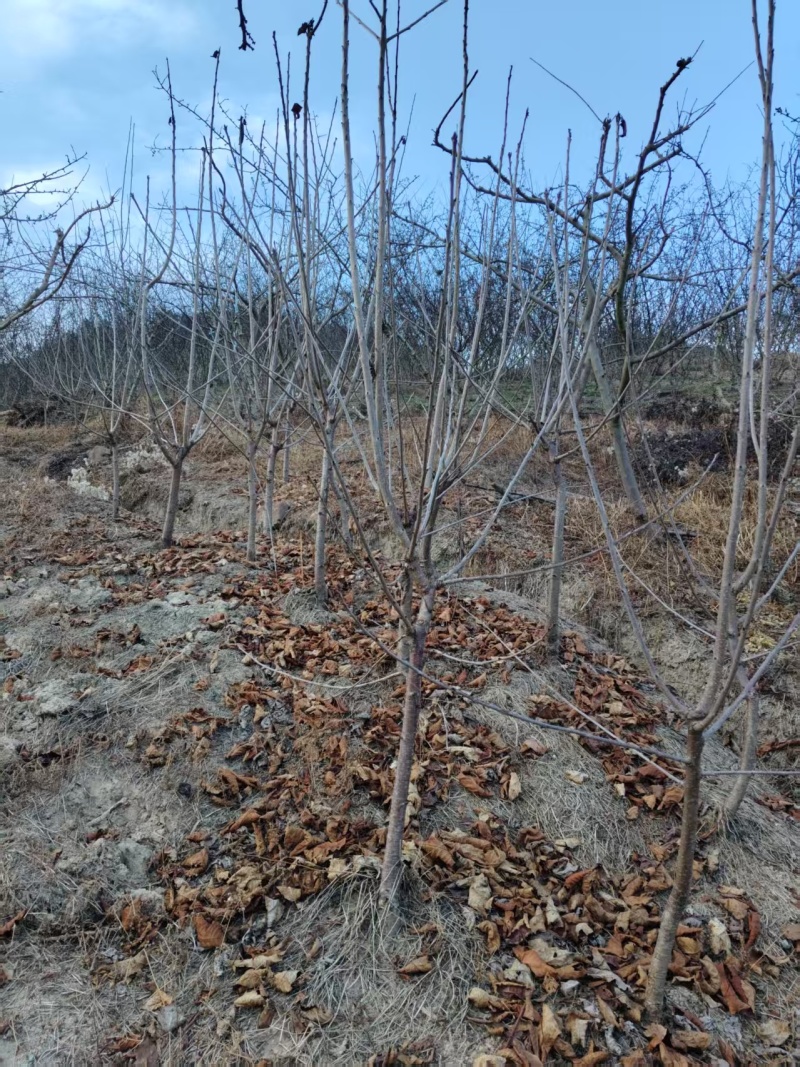 黑珍珠车厘子苗