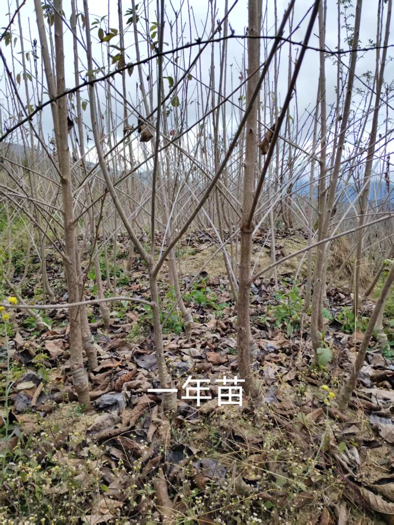 黑珍珠车厘子苗