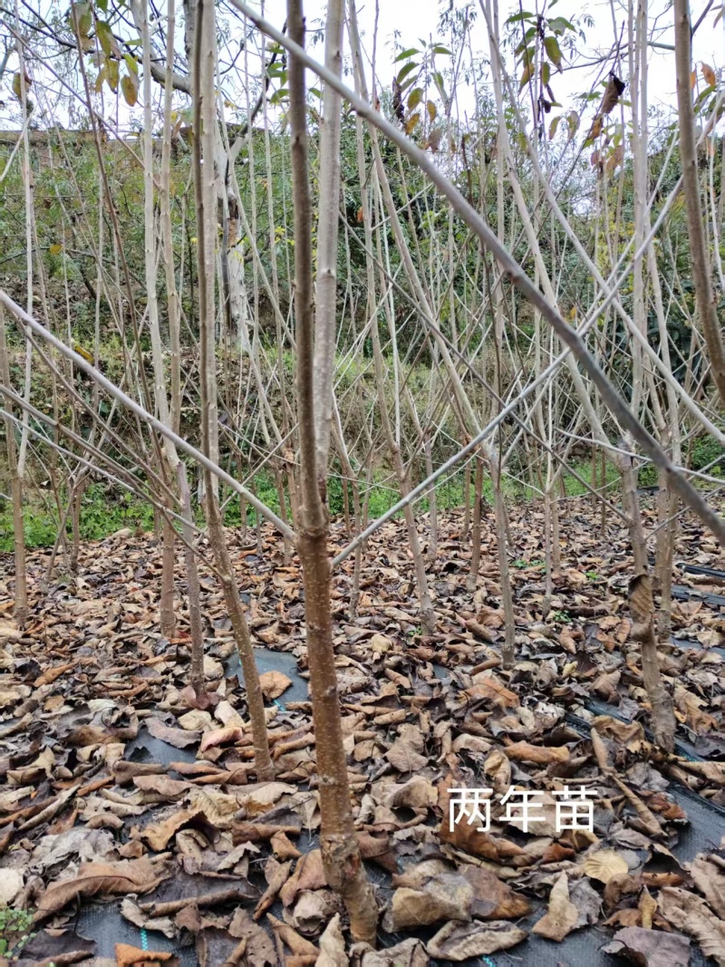 黑珍珠车厘子苗