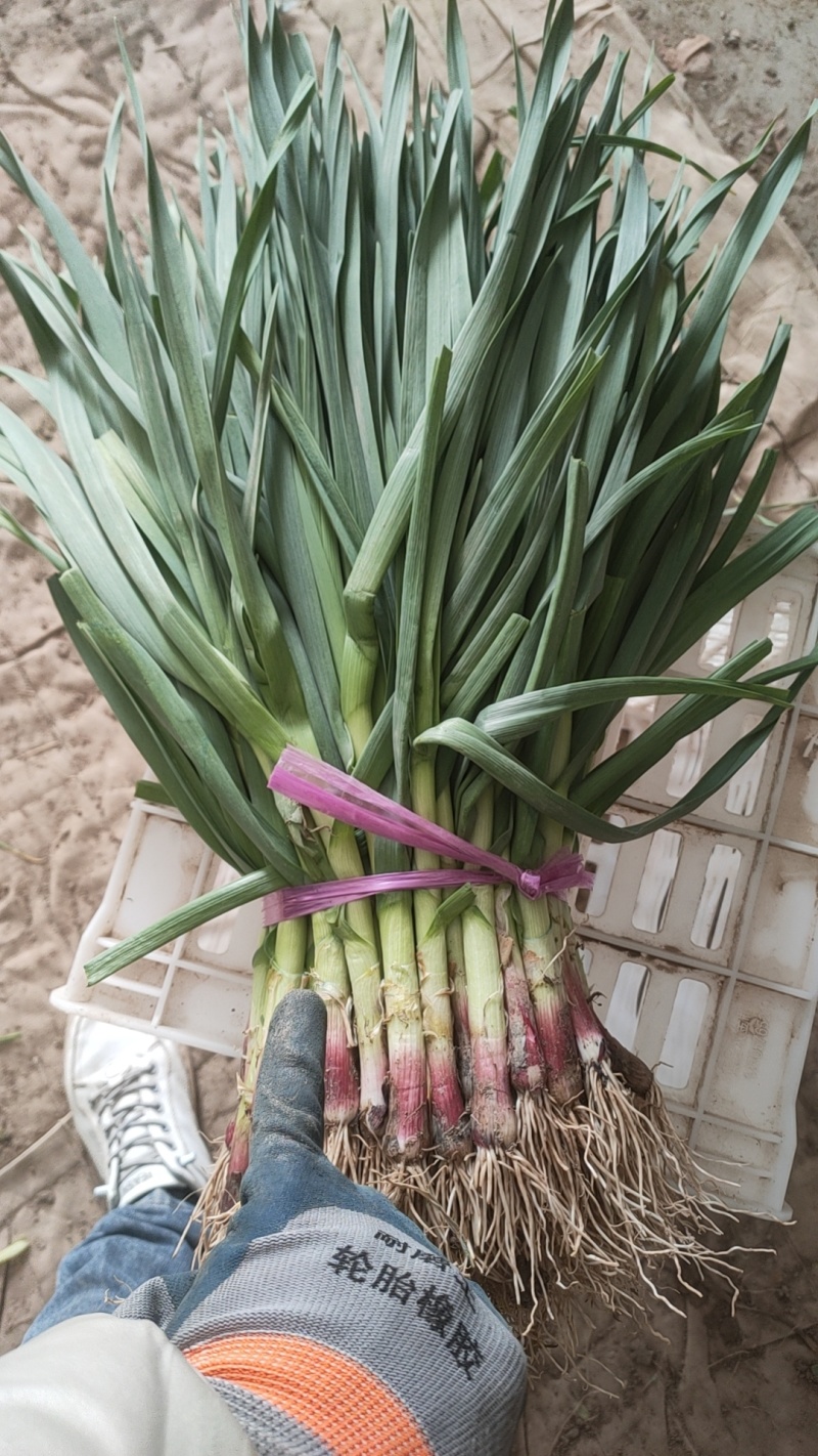 红根蒜苗，精品苗，小把，做工精细，可干苗，可水洗！