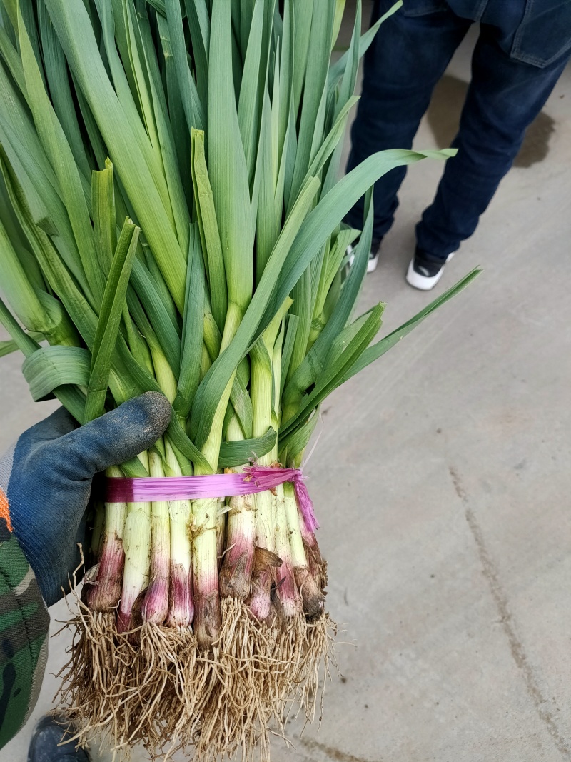 红根蒜苗，精品苗，小把，做工精细，可干苗，可水洗！