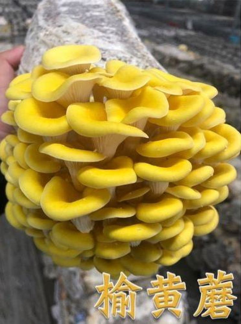 榆黄菇菌种/菌包，榆黄蘑菌种/菌包，出口级榆黄蘑菌包