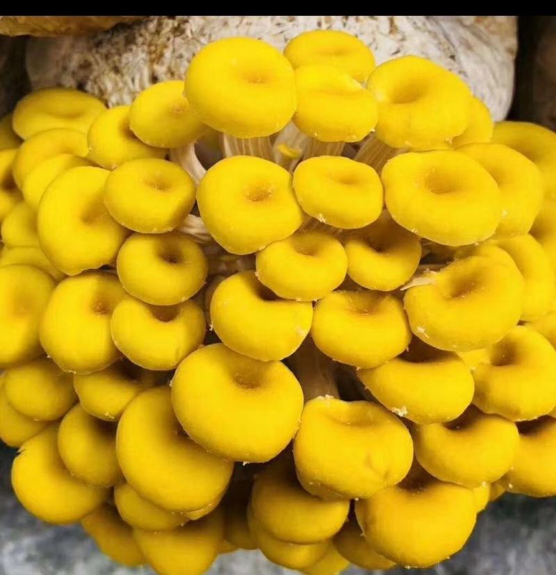 榆黄菇菌种/菌包，榆黄蘑菌种/菌包，出口级榆黄蘑菌包