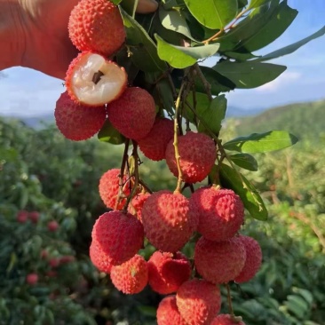 高州桂味荔枝