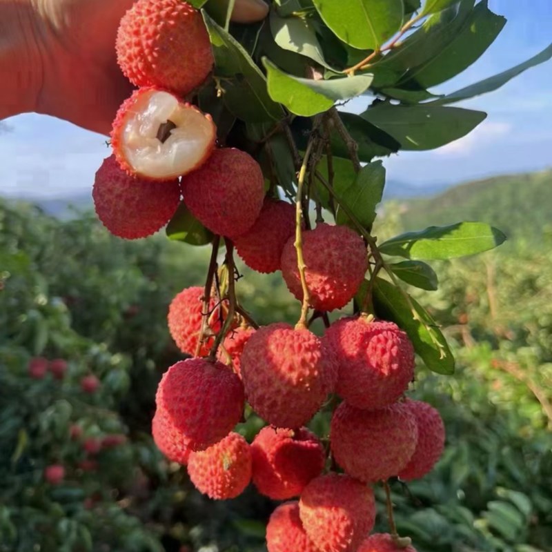 高州桂味荔枝
