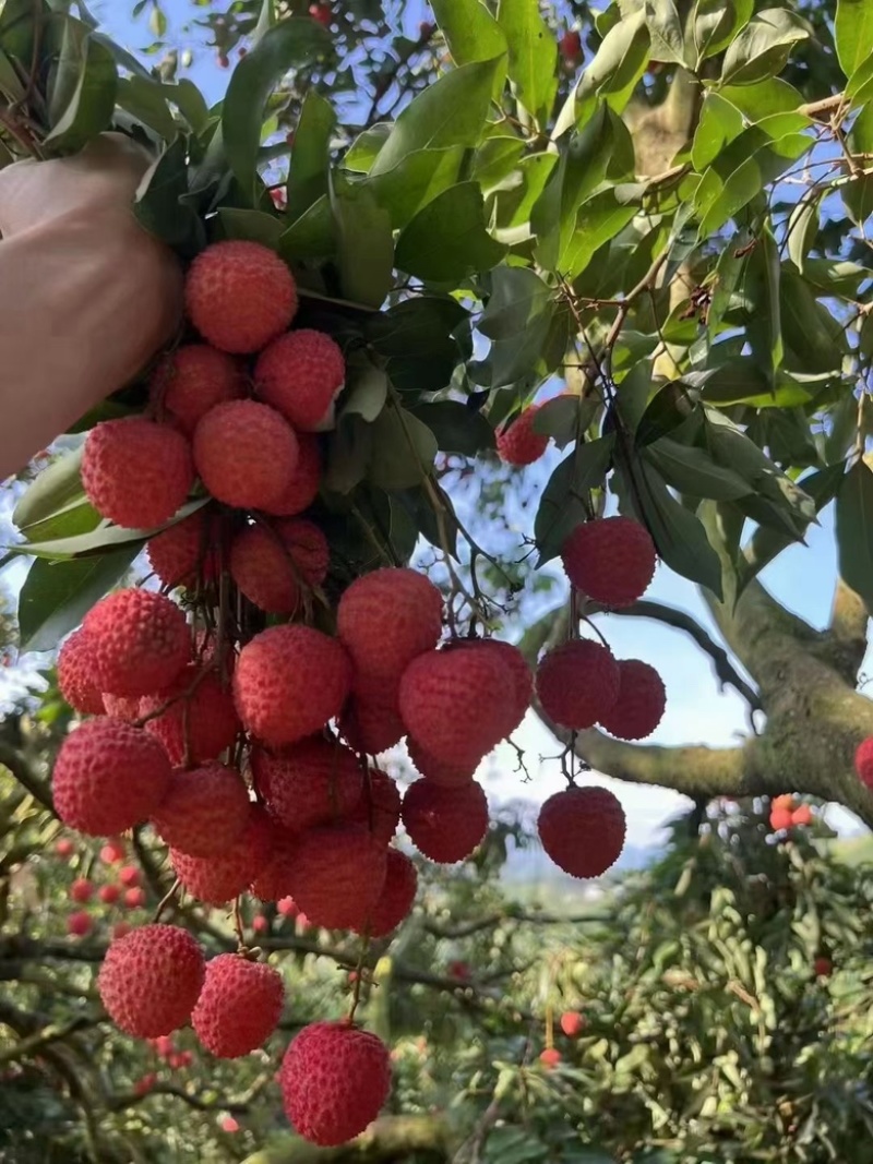 高州桂味荔枝