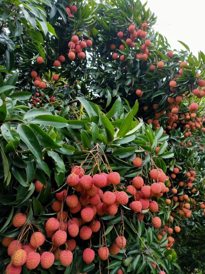 高州桂味荔枝